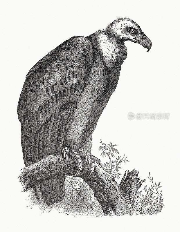 狮鹫(Gyps fulvus)，木刻，1891年出版